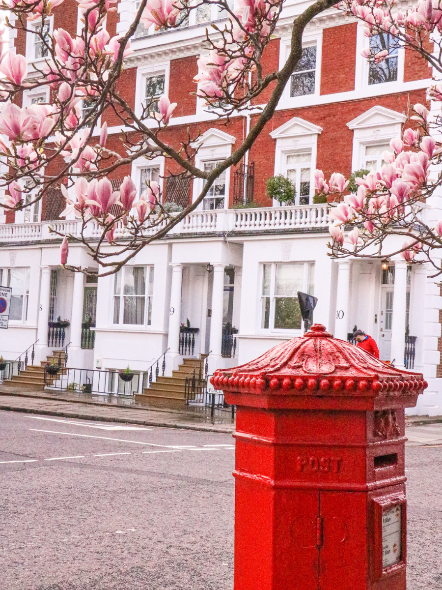 red london post box in chelsea framed by magnolia flowers