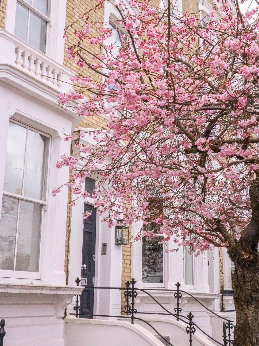 chelsea is a prime spot for flower hunting in london