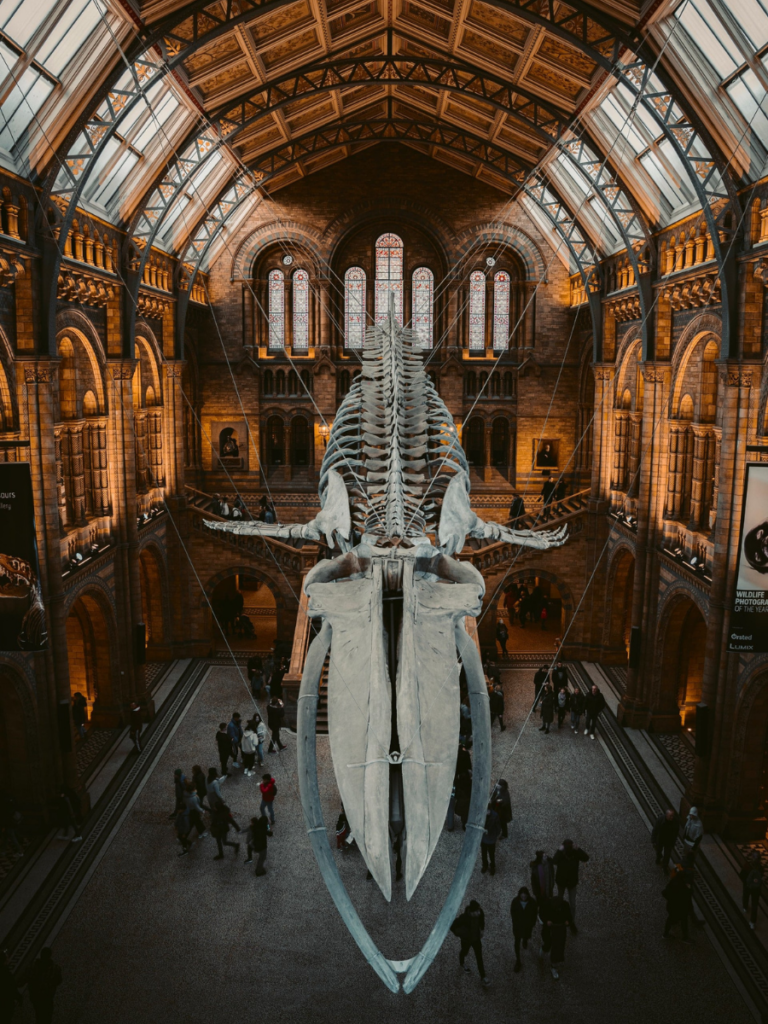 Explore the past for free at London's Natural History Museum