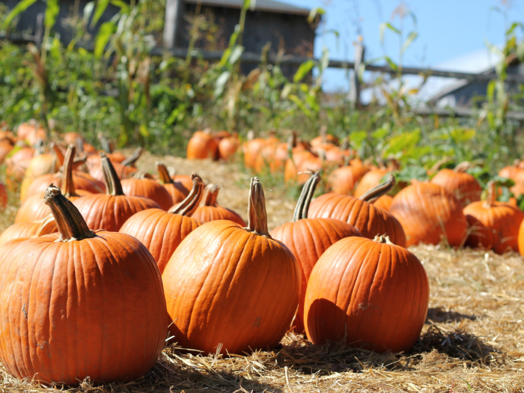 the best places to pick pumpkins in London