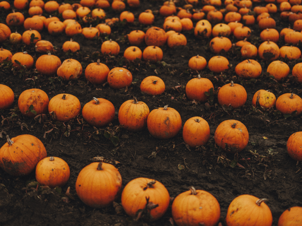 pumpkin picking halloween in london