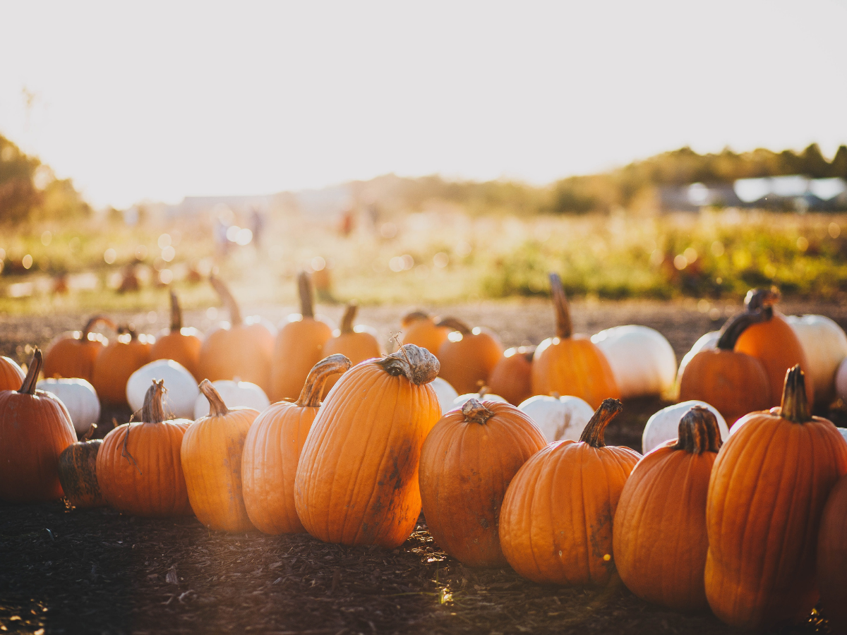 The Best Places to go Pumpkin Picking Near London