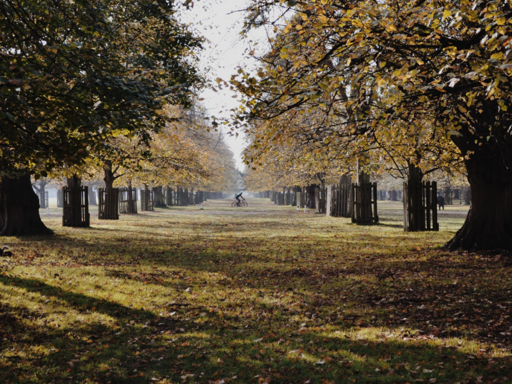 wander among the old trees at London's Royal Parks