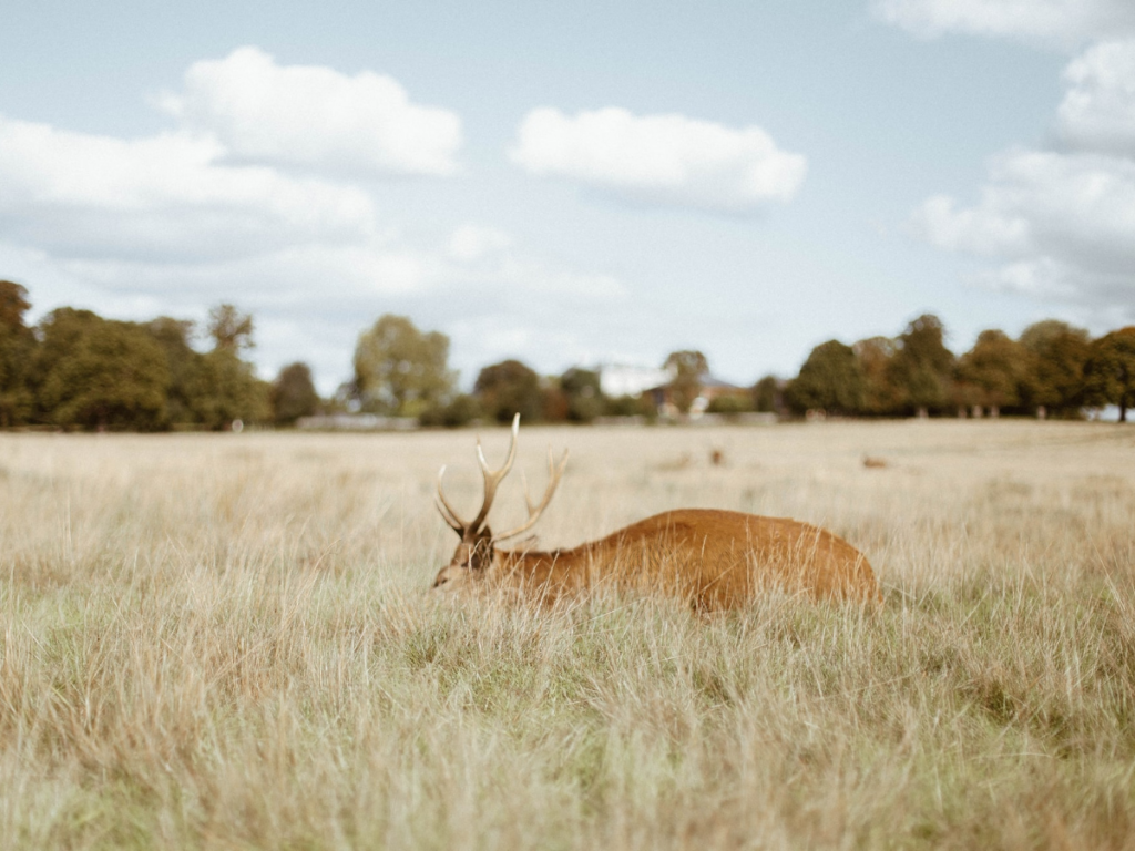 spot deer in London's Royal Parks