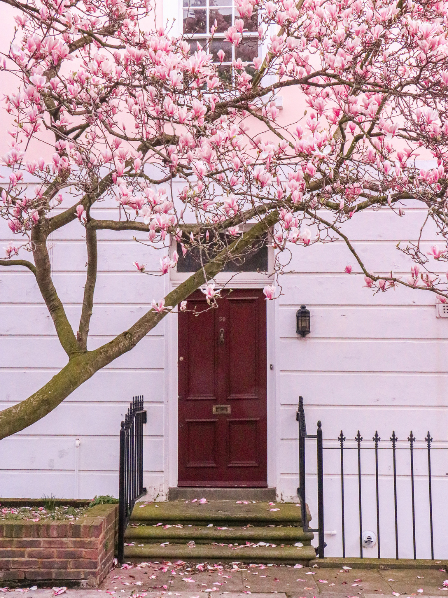 spot magnolia flowers in london