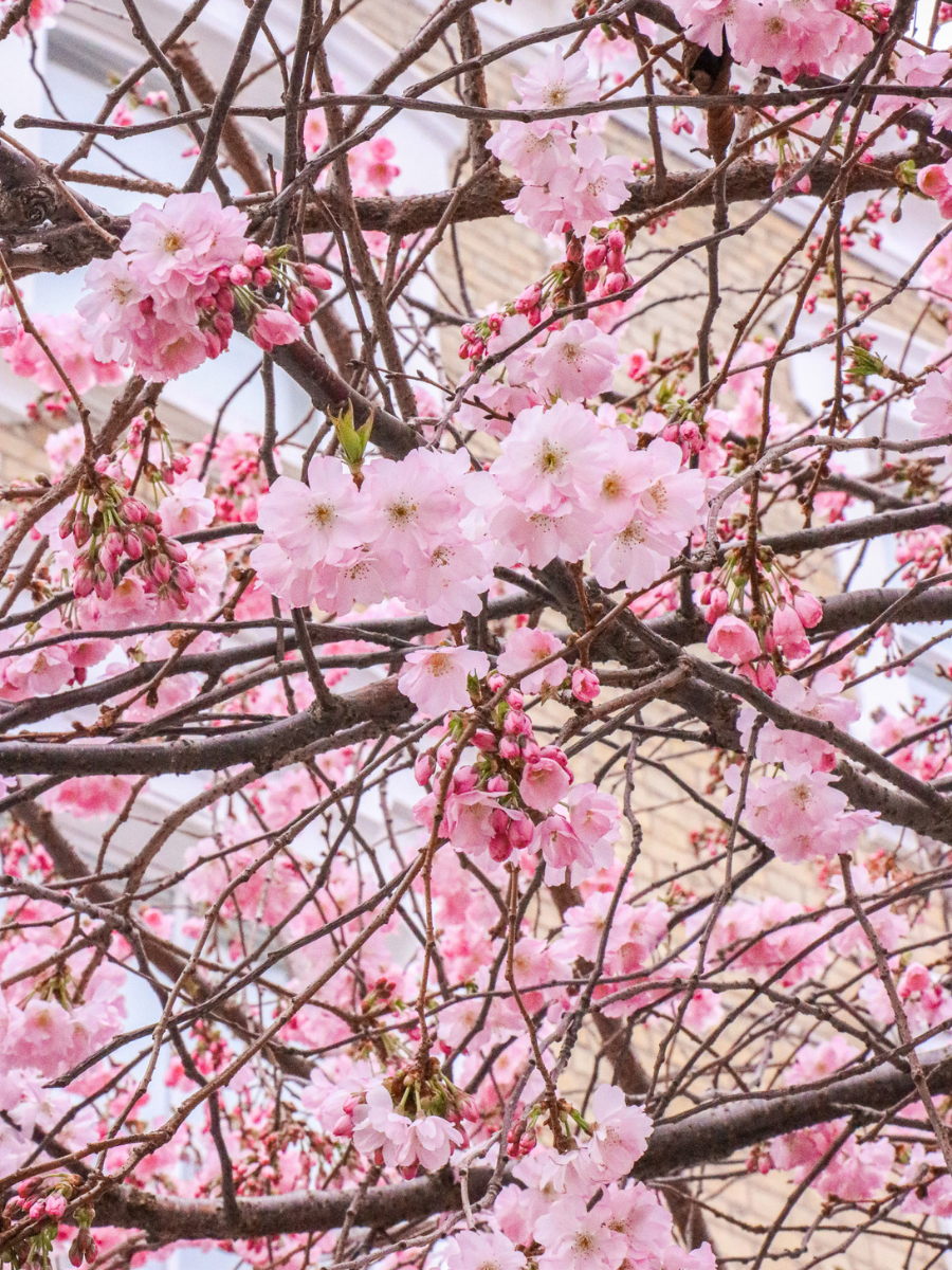 where to find cherry blossoms in floral london