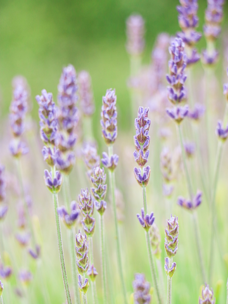 the outskirts of london are brimming with lavender fields just waiting to welcome you