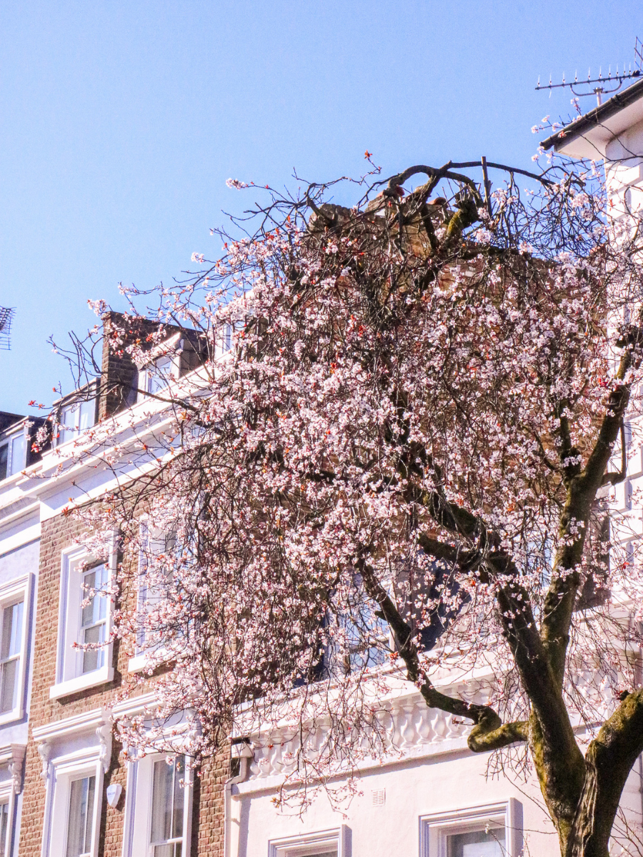 enjoy beautiful blossoms in notting hill