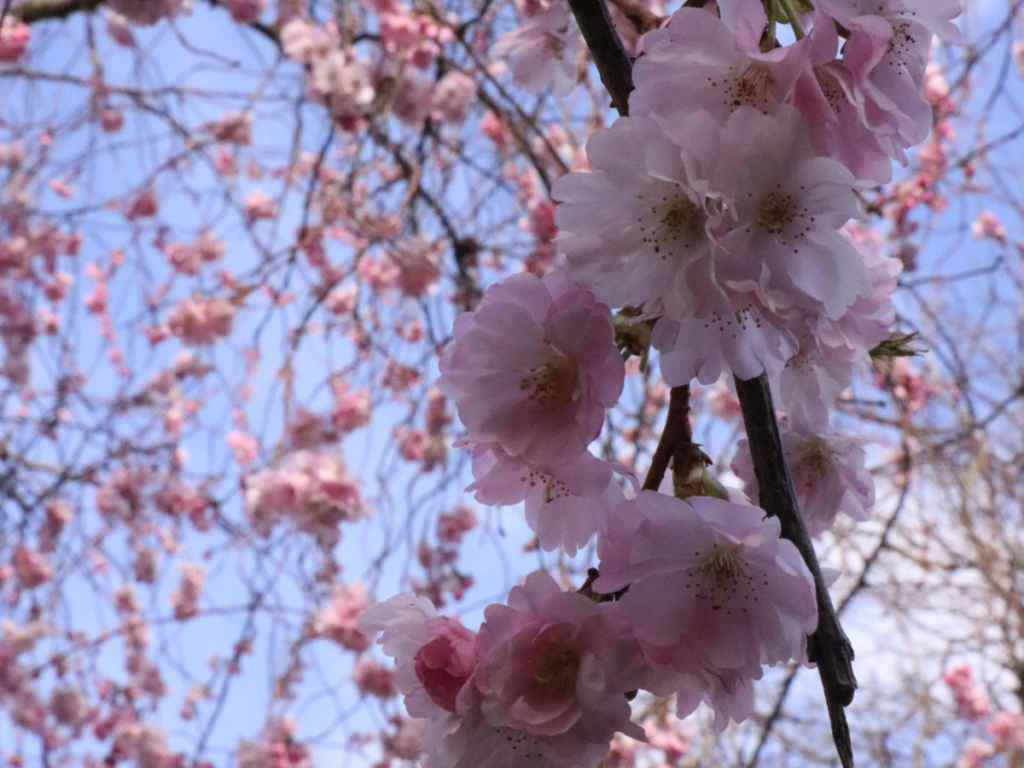 follow our map to see the best cherry blossom in London