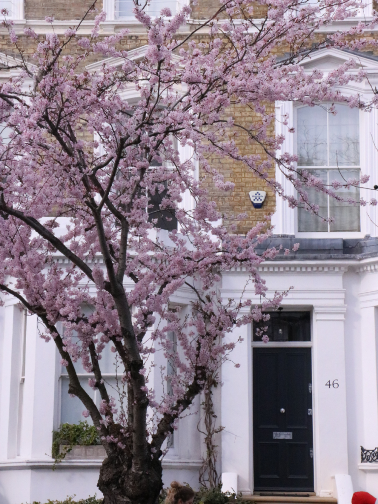 Kensington's smart streets come to life in cherry blossom season