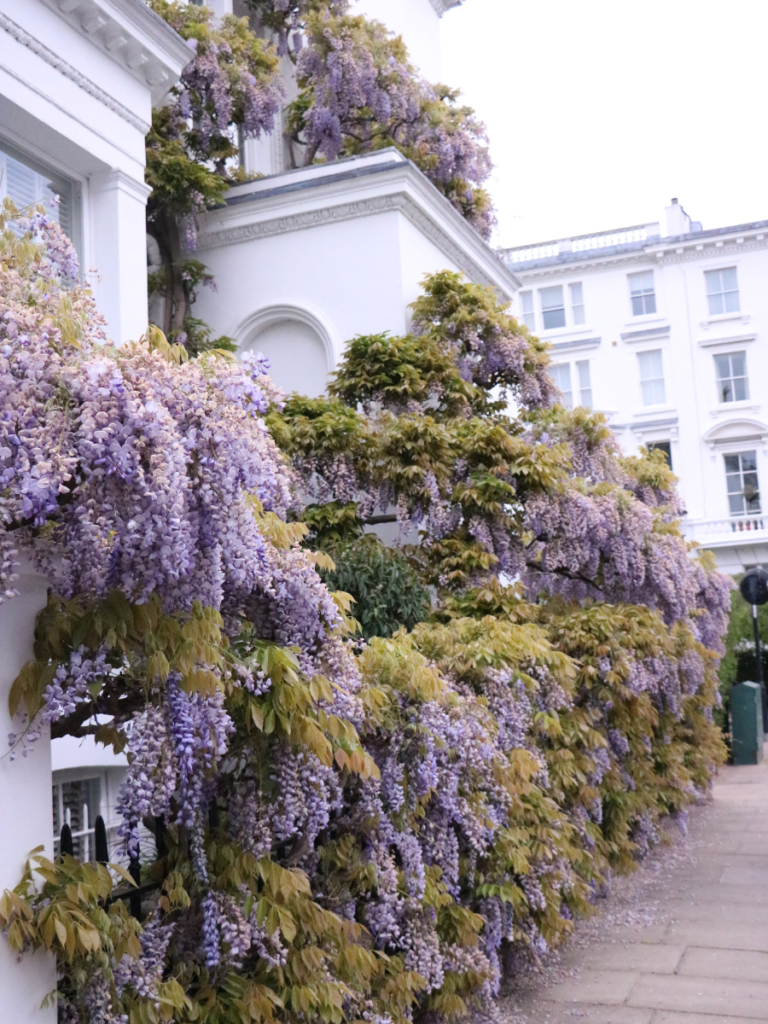 The route from Kensington to Notting Hill is filled with Wisteria covered townhouses