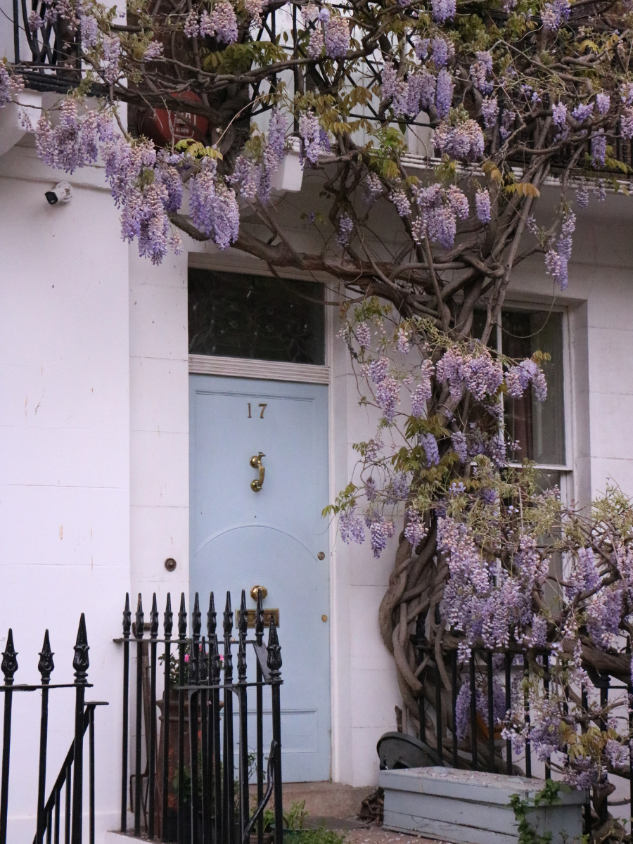 Take time to wander the streets of London to find pretty front doors covered by wisteria