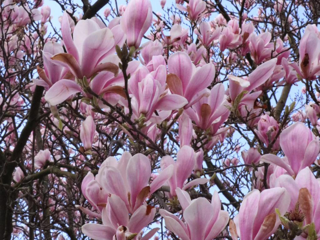 pink and white magnolia flowers