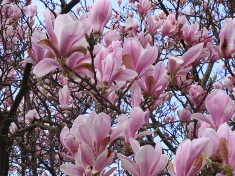 Where to See Magnolias in London 2024 - The London Eats List