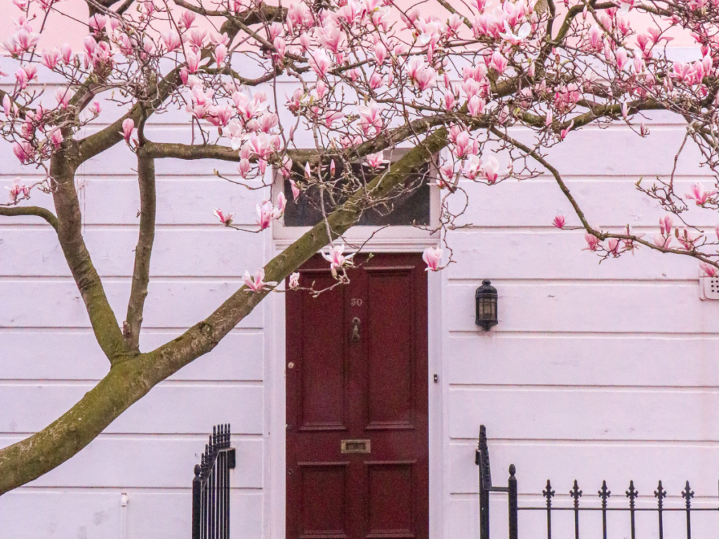 pretty red door with magnolia tree situated in front