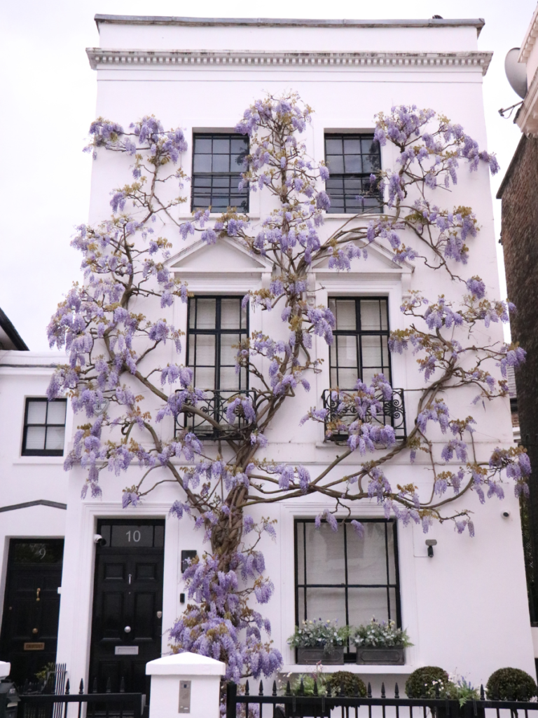 10 Canning Place in Kensington is famous for its beautiful wisteria