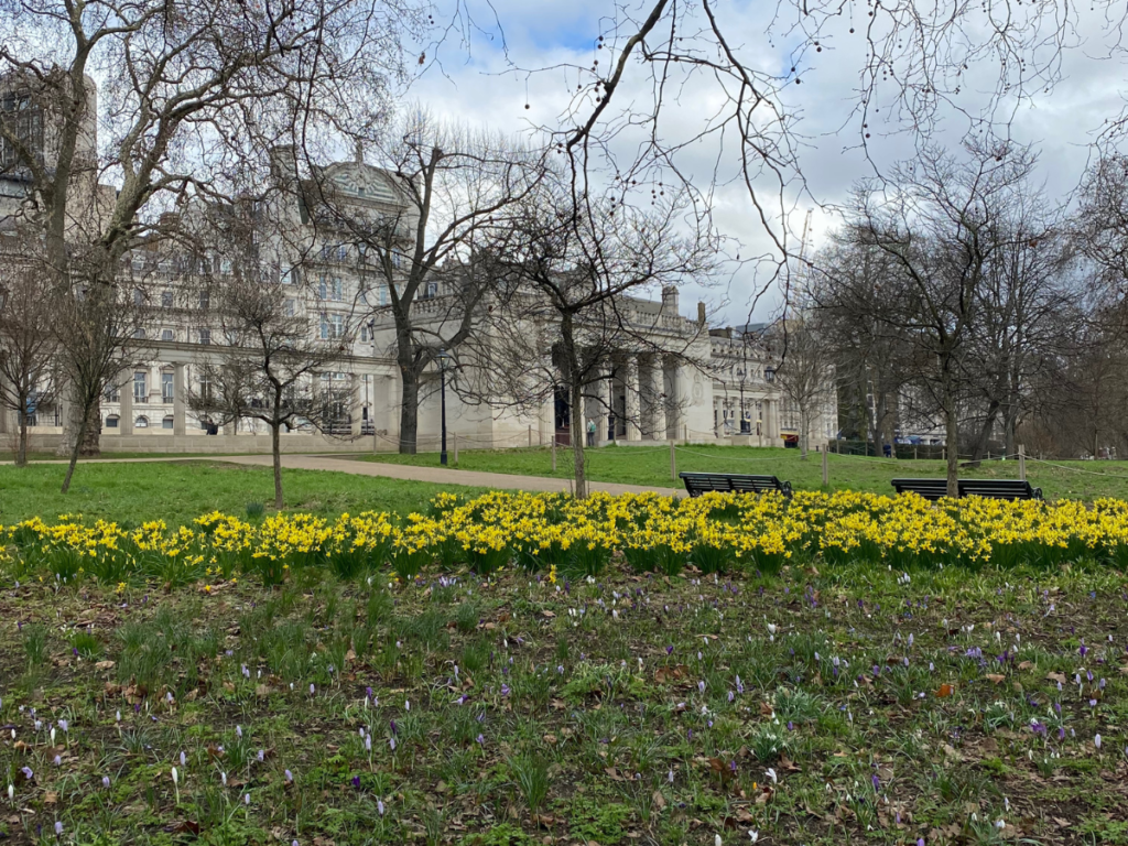 Green Park is home to a wealth of yellow daffodils