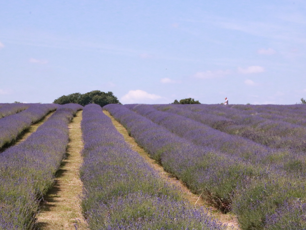 Explore London via our very own Google map of lavender fields