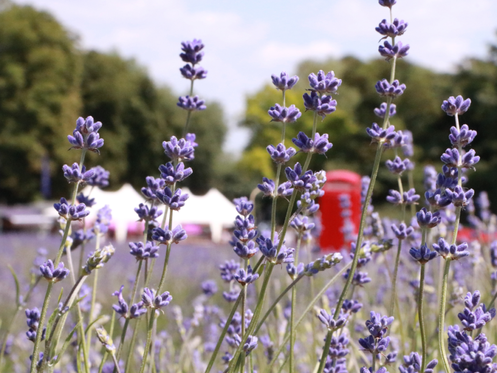 Mayfield Lavender Farm is a gorgeous spot in Surrey near London