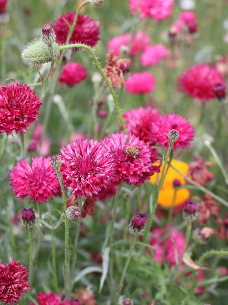 Bright Barbie pink flowers at Superbloom in the Tower of London moat