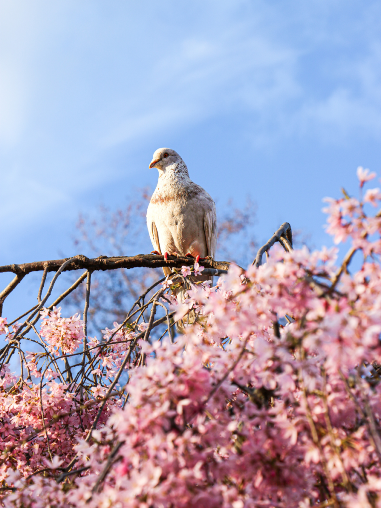 Pink cherry blossom blooming in St James's Park