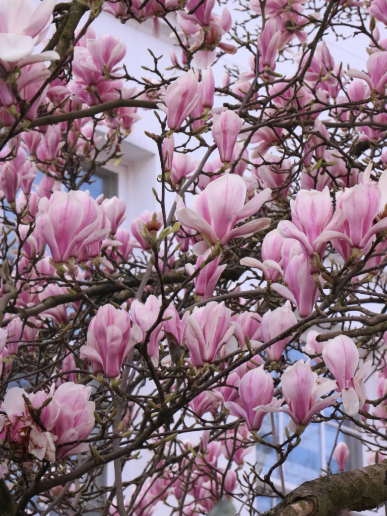 Take in the Barbie pink magnolia this season in London