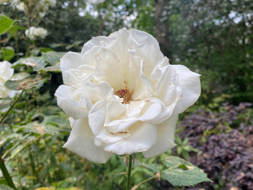 take in the aesthetic beauty of tenderly cared for gardens in Pimlico