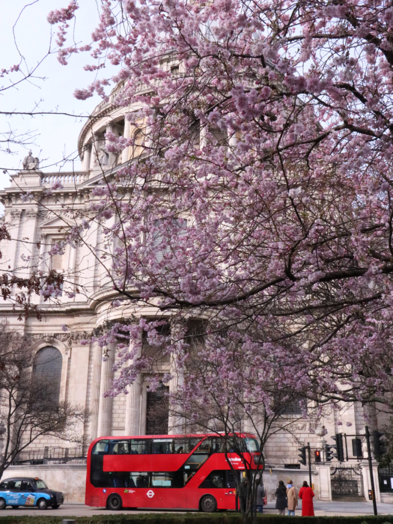 London bus partially hidden by a cherry blossom tree in front of St Paul's Cathedral