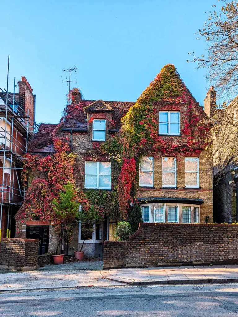 A stunning Hampstead house covered in red ivy in the autumn